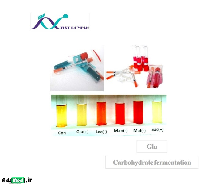پایه قندی (براث/آگار)+قند گلوکز زیست رویش
