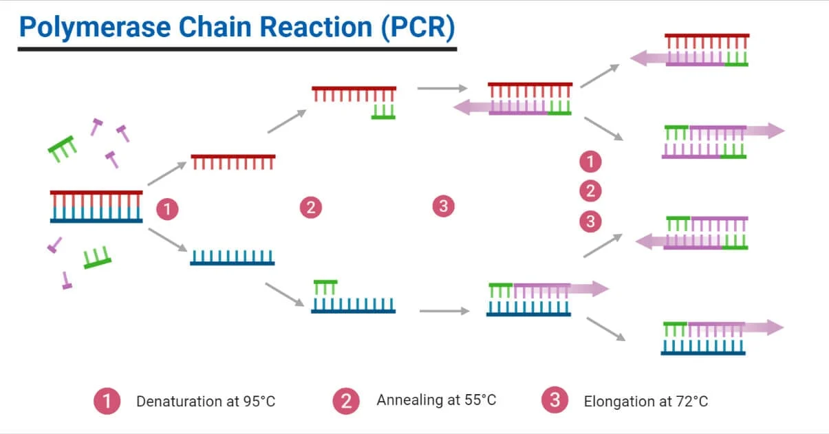 تست PCR : اصول ، مراحل ، کاربرد ، مزیت ها ، محدودیت ها و انواع آن